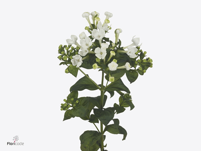 BOUVARDIA EN WHITE SENSATION 50